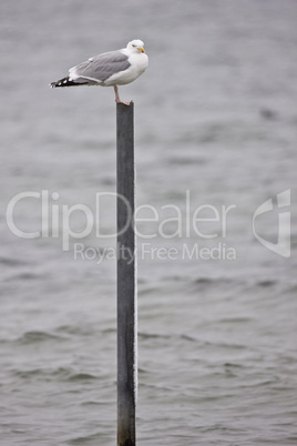 A Herring Gull sitting on the moori