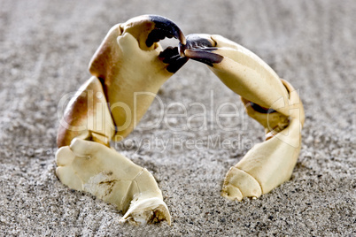 Two crab claws on the beach
