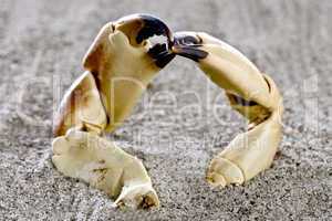 Two crab claws on the beach