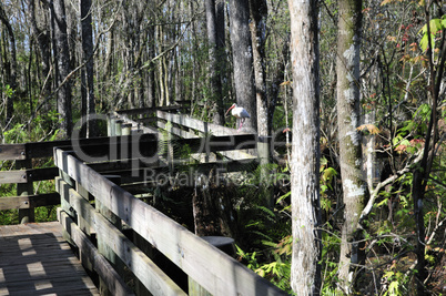 White ibis on railing