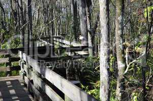 White ibis on railing