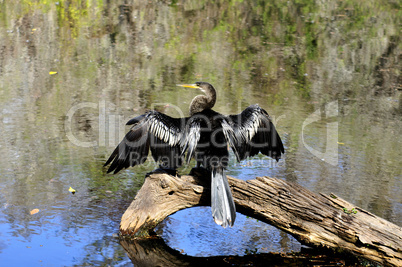 Anhinga