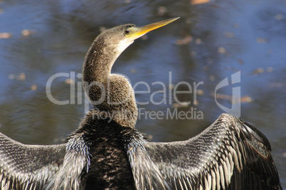 Anhinga