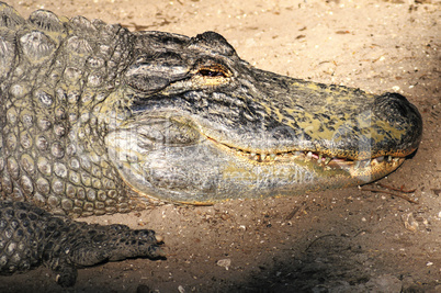 Resting American alligator