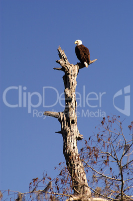 Bald eagle