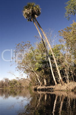 Trees overhang the river