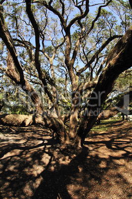 live oaks