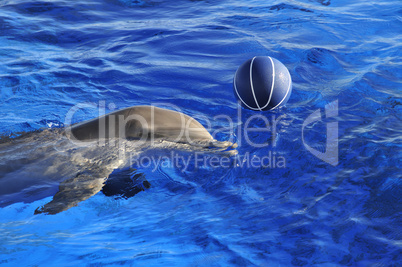 Bottlenose Atlantic dolphin