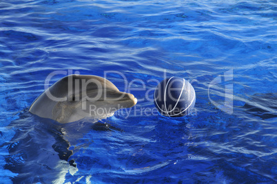 Bottlenose Atlantic dolphin