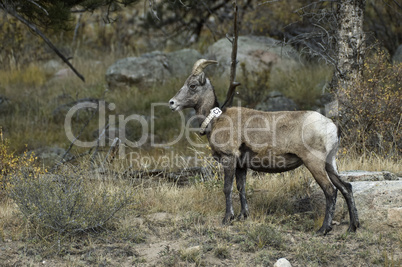 bighorn-ewe-c2