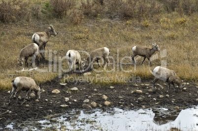 bighorn-sheep-1