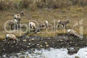 bighorn-sheep-1