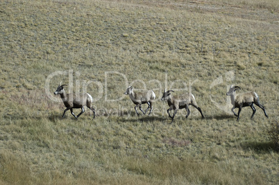 bighorn-sheep-3