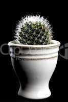 Small cactus in a white flowerpot
