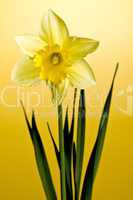 Daffodil on yellow background