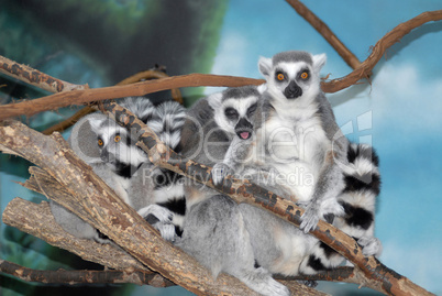 Ring-tailed Lemurs making faces