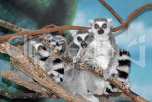 Ring-tailed Lemurs making faces
