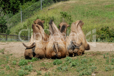 Bactrian camels wagging their tale