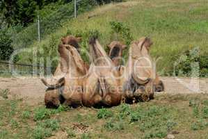 Bactrian camels wagging their tale
