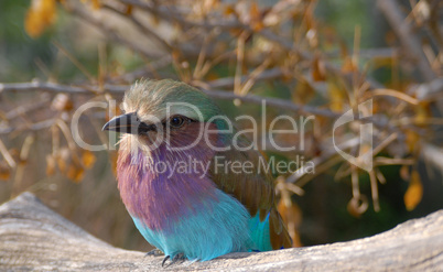 Lilac-breasted Roller