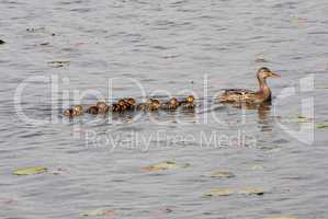 Female Mallard with nine duckling