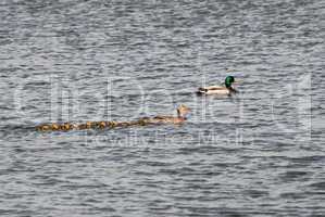Mallard family with nine ducklings