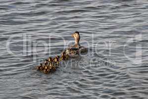 Female Mallard with nine duckling