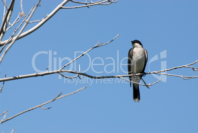 Eastern Kingbird