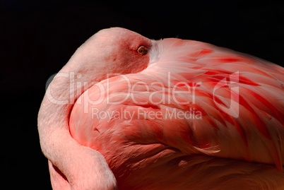 Caribbean or American flamingo