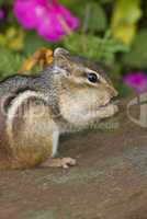 Eastern chipmunk