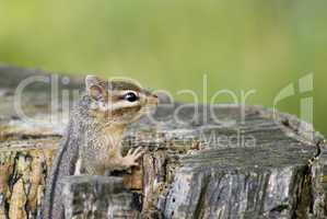 Eastern chipmunk