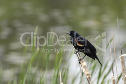 Red-winged Blackbird sitting on ca