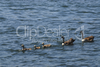 Canada geese with goslings