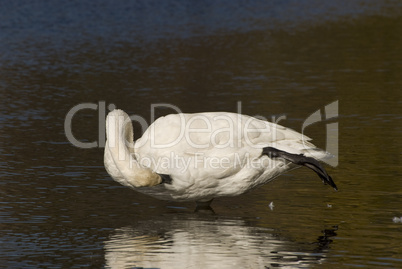 Trumpeter Swan