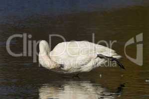 Trumpeter Swan