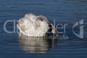 Trumpeter Swan Cygnet