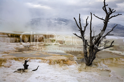 MAMMOTH HOT SPRINGS AND DEAD TREE
