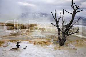 MAMMOTH HOT SPRINGS AND DEAD TREE