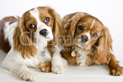 Two Cavalier King Charles Spaniel d