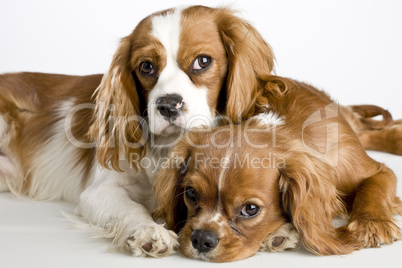 Two Cavalier King Charles Spaniel dogs