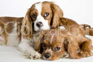 Two Cavalier King Charles Spaniel dogs