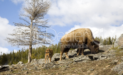 YELLOWSTONE BISON AND CALF