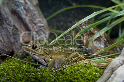 Northern Leopard frog