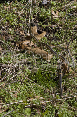 Garter snake