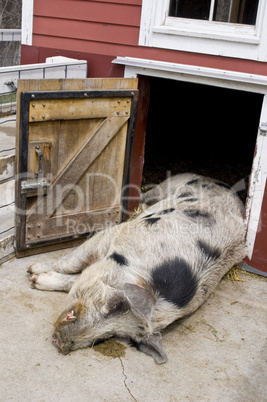 Gloucester Old Spot pig sleeping