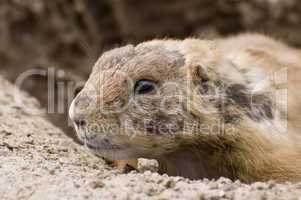 Black-tailed prairie dog closeup