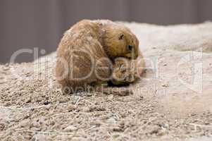Black-tailed prairie dogs playing