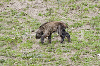 Baby Takin