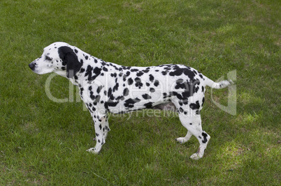 Female Dalmatian