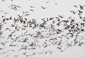 Sandhill Crane spring migration